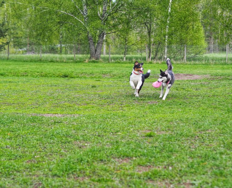 Koirapuisto on aidattu alue, jossa koira voi olla vapaana