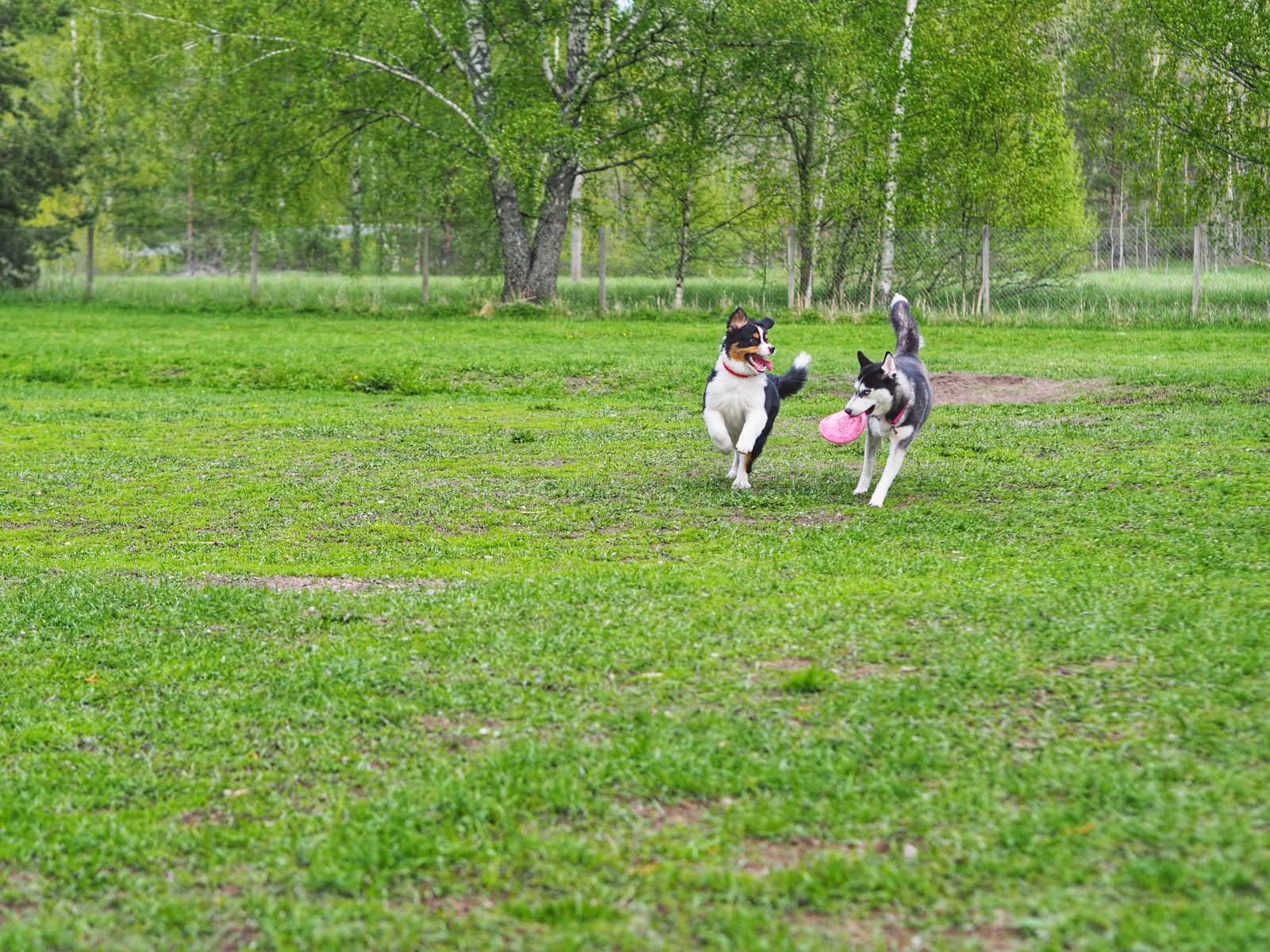 Koirapuisto on aidattu alue, jossa koira voi olla vapaana