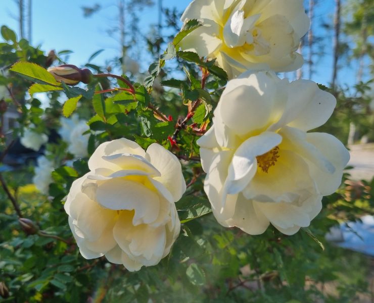 Kukkivat valkoiset juhannusruusut