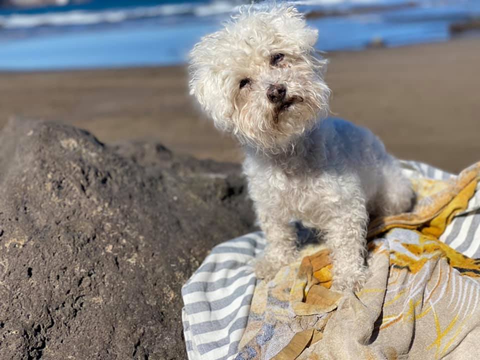 Marski-koira rannalla