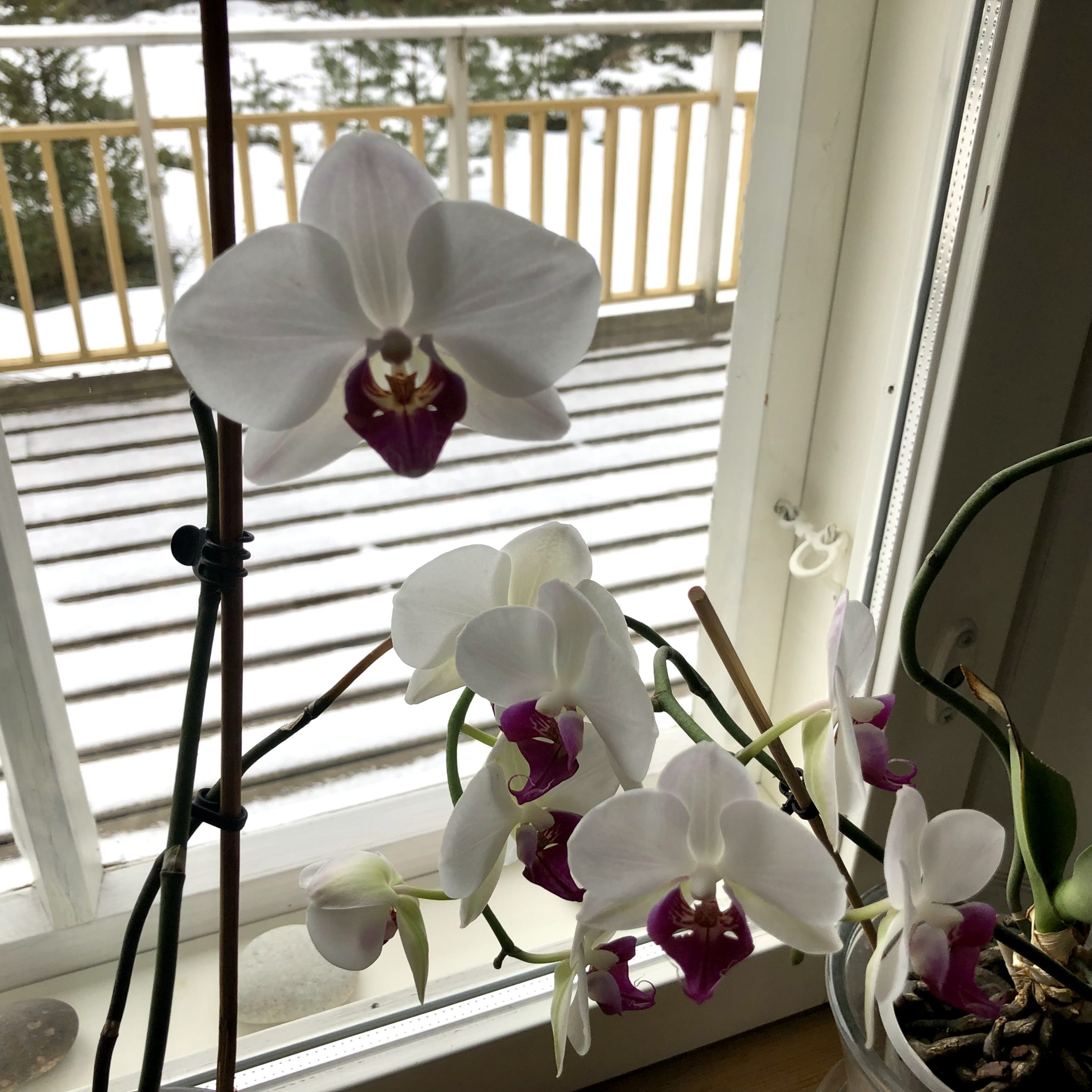 Valkoinen kukkiva orkidea ikkunalla.