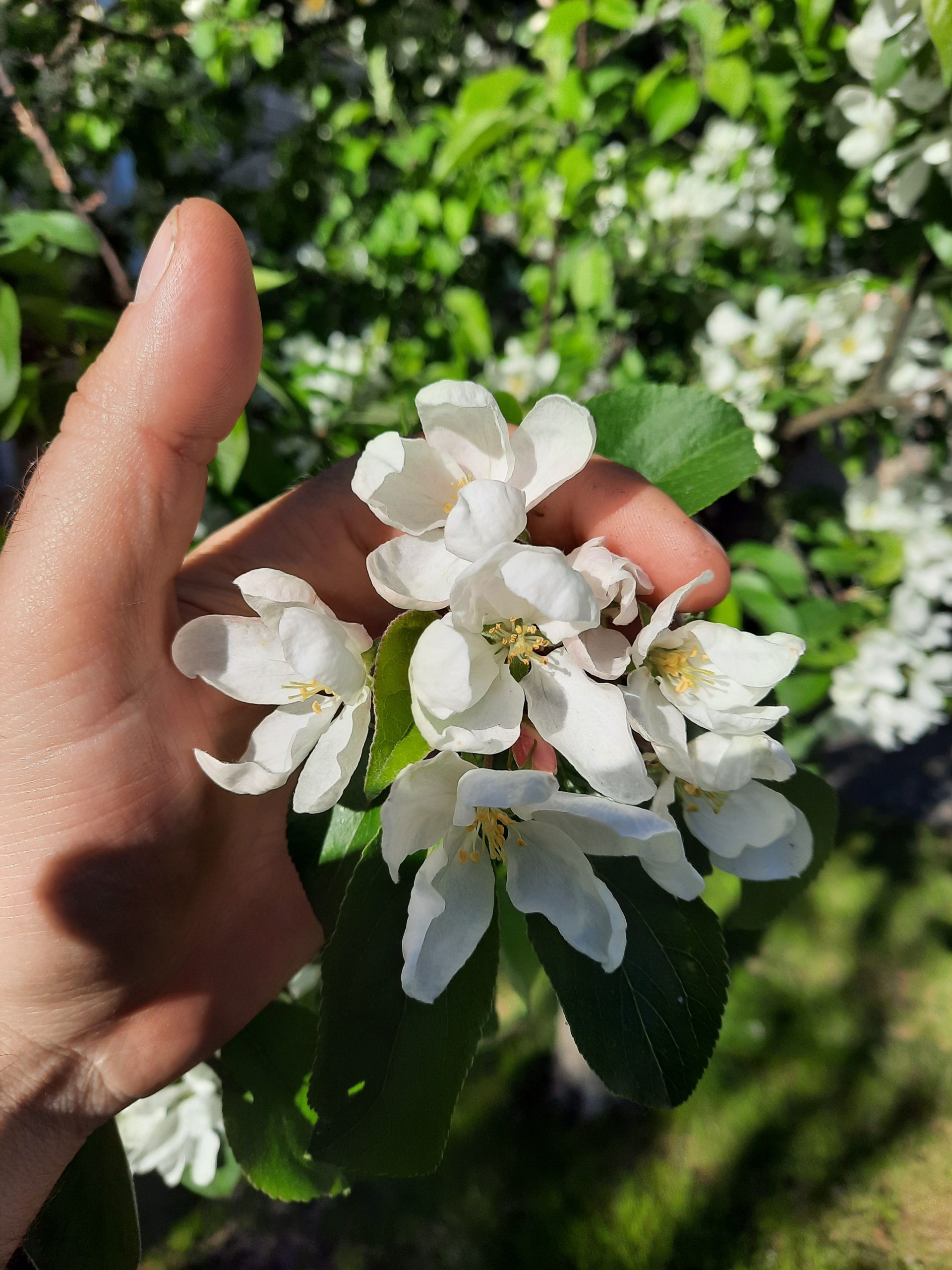 Kukkiva puunoksa Jannen kädessä.